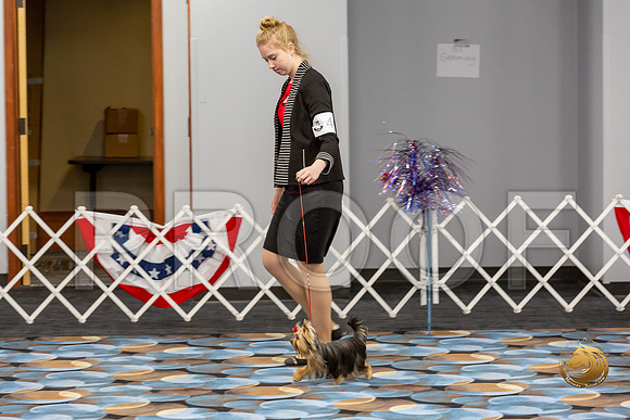 Yorkshire Terrier Wed JR Bitches Show 1_JJJ_1693-©JulienLambertphoto-HR3