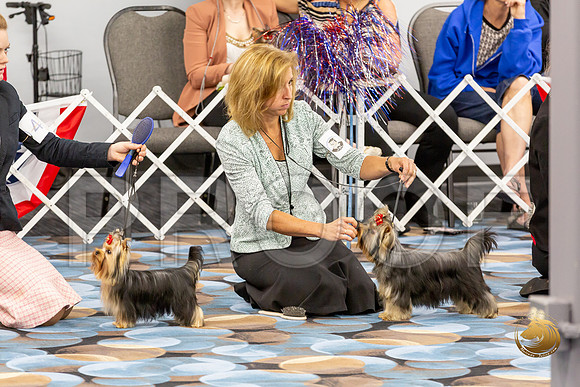Yorkshire Terrier Wed JR Bitches Show 2_JJJ_2122-©JulienLambertphoto-HR3
