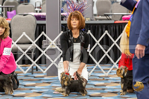 Yorkshire Terrier Wed JR Bitches Show 2_JJJ_2130-©JulienLambertphoto-HR3