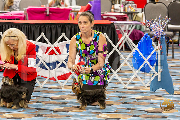 Yorkshire Terrier Wed JR Bitches Show 2_JJJ_2131-©JulienLambertphoto-HR3