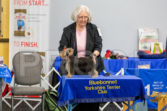 Yorkshire Terrier Wed JR Bitches Show 2_JJJ_2143-©JulienLambertphoto-HR3