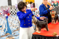 Yorkshire Terrier Wed JR Dogs Show 1