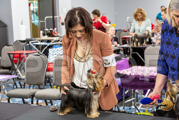 Yorkshire Terrier Wed JR Dogs Show 1_JJJ_1514-©JulienLambertphoto-HR3