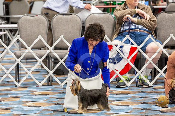 Yorkshire Terrier Wed JR Dogs Show 1_JJJ_1516-©JulienLambertphoto-HR3