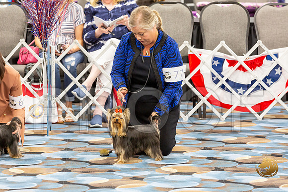 Yorkshire Terrier Wed JR Dogs Show 1_JJJ_1518-©JulienLambertphoto-HR3