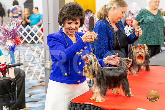 Yorkshire Terrier Wed JR Dogs Show 2_JJJ_2016-©JulienLambertphoto-HR3