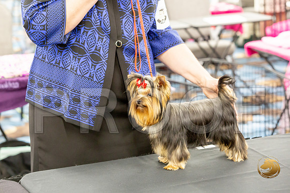Yorkshire Terrier Wed JR Dogs Show 2_JJJ_2018-©JulienLambertphoto-HR3