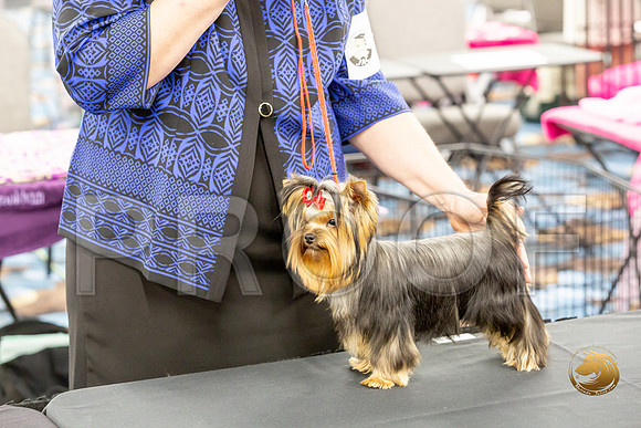 Yorkshire Terrier Wed JR Dogs Show 2_JJJ_2019-©JulienLambertphoto-HR3