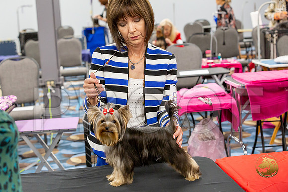 Yorkshire Terrier Wed JR Dogs Show 2_JJJ_2020-©JulienLambertphoto-HR3