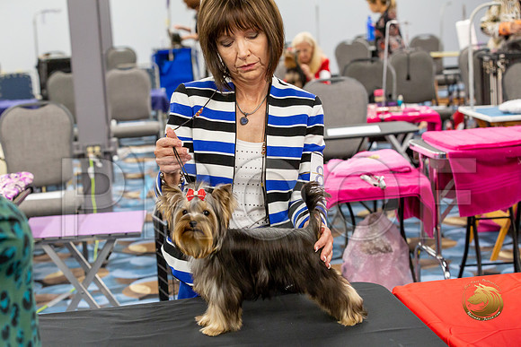 Yorkshire Terrier Wed JR Dogs Show 2_JJJ_2021-©JulienLambertphoto-HR3