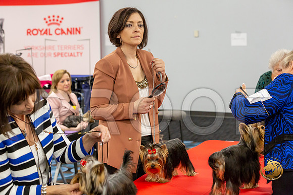 Yorkshire Terrier Wed JR Dogs Show 2_JJJ_2022-©JulienLambertphoto-HR3