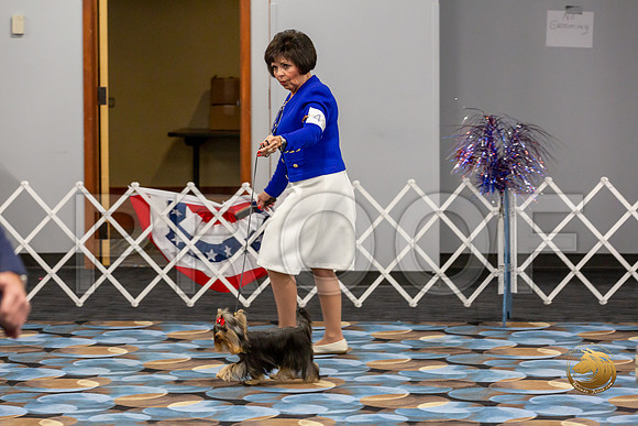 Yorkshire Terrier Wed JR Dogs Show 2_JJJ_2024-©JulienLambertphoto-HR3