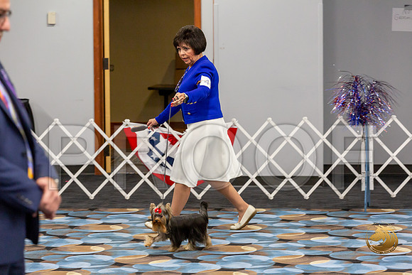 Yorkshire Terrier Wed JR Dogs Show 2_JJJ_2025-©JulienLambertphoto-HR3