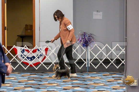 Yorkshire Terrier Wed JR Dogs Show 2_JJJ_2029-©JulienLambertphoto-HR3