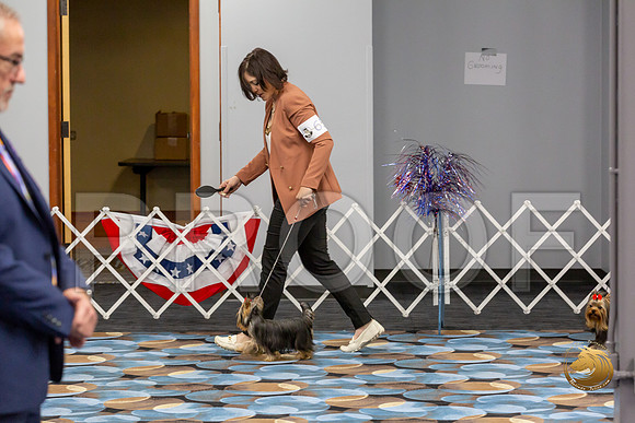 Yorkshire Terrier Wed JR Dogs Show 2_JJJ_2030-©JulienLambertphoto-HR3