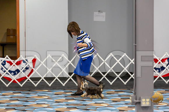 Yorkshire Terrier Wed JR Dogs Show 2_JJJ_2034-©JulienLambertphoto-HR3