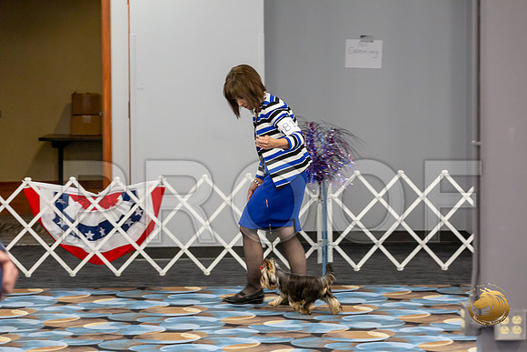 Yorkshire Terrier Wed JR Dogs Show 2_JJJ_2035-©JulienLambertphoto-HR3