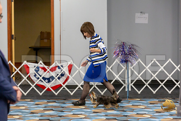 Yorkshire Terrier Wed JR Dogs Show 2_JJJ_2036-©JulienLambertphoto-HR3