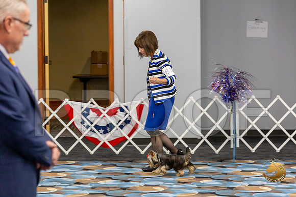 Yorkshire Terrier Wed JR Dogs Show 2_JJJ_2037-©JulienLambertphoto-HR3