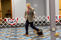 Yorkshire Terrier Wed SR Dogs Show 1