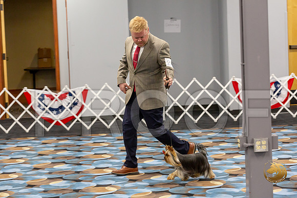 Yorkshire Terrier Wed RR Dogs Show 1_JJJ_2415-©JulienLambertphoto-HR3