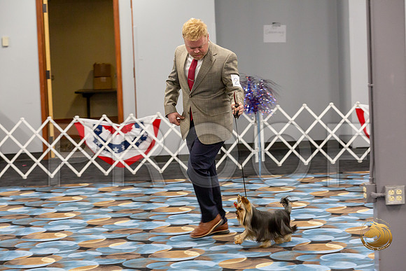 Yorkshire Terrier Wed RR Dogs Show 1_JJJ_2416-©JulienLambertphoto-HR3