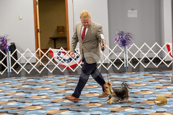 Yorkshire Terrier Wed RR Dogs Show 1_JJJ_2417-©JulienLambertphoto-HR3
