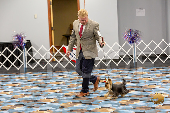 Yorkshire Terrier Wed RR Dogs Show 1_JJJ_2418-©JulienLambertphoto-HR3