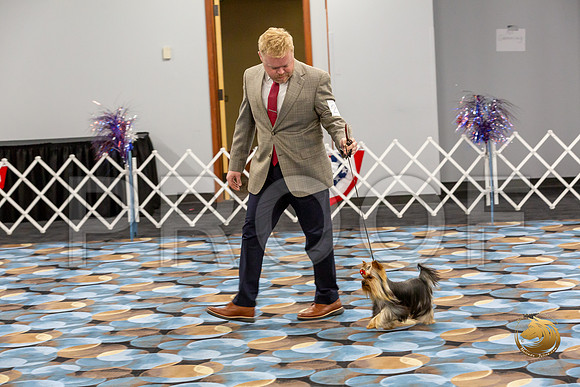 Yorkshire Terrier Wed RR Dogs Show 1_JJJ_2419-©JulienLambertphoto-HR3