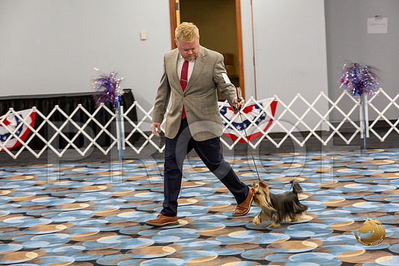 Yorkshire Terrier Wed RR Dogs Show 1_JJJ_2420-©JulienLambertphoto-HR3