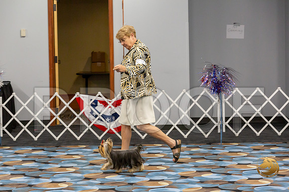 Yorkshire Terrier Wed RR Dogs Show 1_JJJ_2425-©JulienLambertphoto-HR3