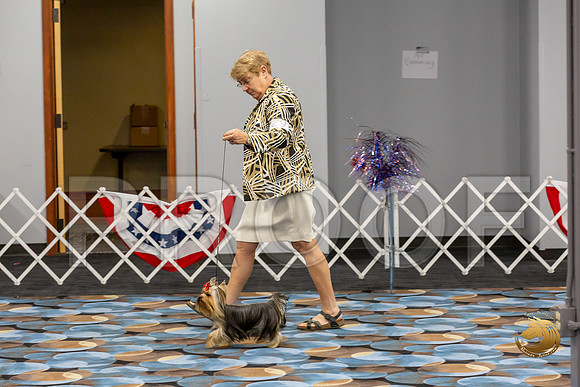 Yorkshire Terrier Wed RR Dogs Show 1_JJJ_2424-©JulienLambertphoto-HR3