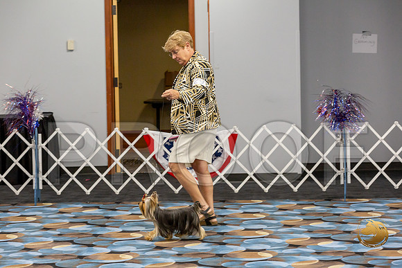 Yorkshire Terrier Wed RR Dogs Show 1_JJJ_2426-©JulienLambertphoto-HR3