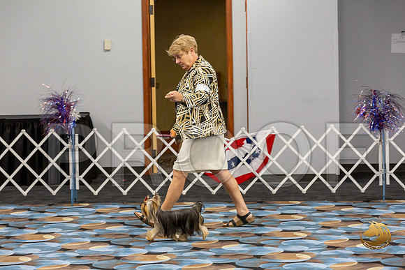 Yorkshire Terrier Wed RR Dogs Show 1_JJJ_2427-©JulienLambertphoto-HR3
