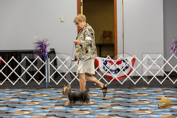 Yorkshire Terrier Wed RR Dogs Show 1_JJJ_2428-©JulienLambertphoto-HR3