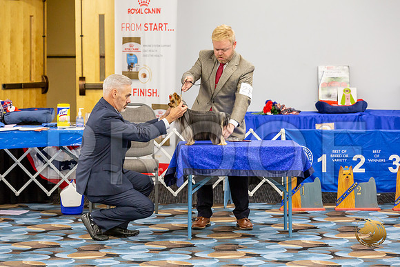 Yorkshire Terrier Wed RR Dogs Show 1_JJJ_2429-©JulienLambertphoto-HR3