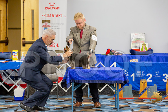 Yorkshire Terrier Wed RR Dogs Show 1_JJJ_2430-©JulienLambertphoto-HR3