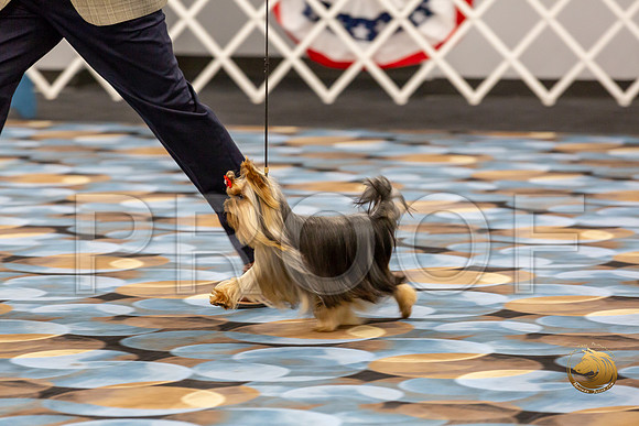 Yorkshire Terrier Wed RR Dogs Show 1_JJJ_2431-©JulienLambertphoto-HR3