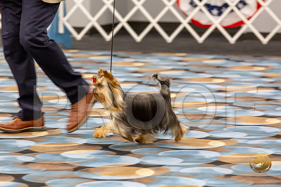 Yorkshire Terrier Wed RR Dogs Show 1_JJJ_2432-©JulienLambertphoto-HR3