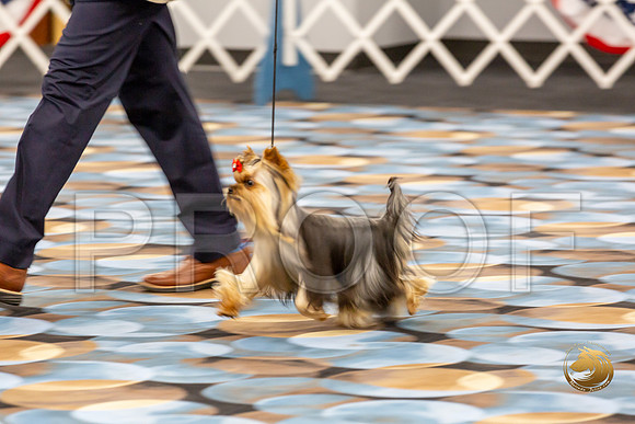 Yorkshire Terrier Wed RR Dogs Show 1_JJJ_2433-©JulienLambertphoto-HR3