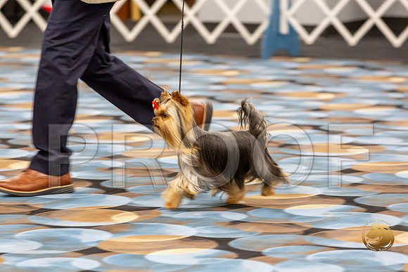 Yorkshire Terrier Wed RR Dogs Show 1_JJJ_2434-©JulienLambertphoto-HR3