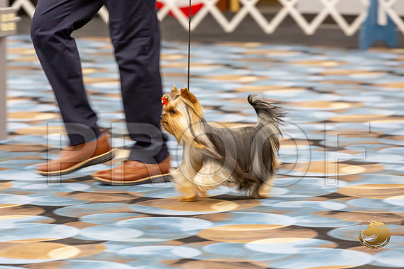 Yorkshire Terrier Wed RR Dogs Show 1_JJJ_2435-©JulienLambertphoto-HR3