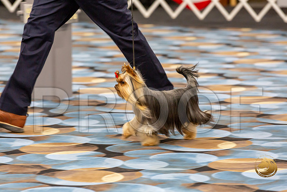 Yorkshire Terrier Wed RR Dogs Show 1_JJJ_2436-©JulienLambertphoto-HR3