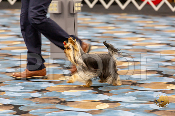 Yorkshire Terrier Wed RR Dogs Show 1_JJJ_2437-©JulienLambertphoto-HR3