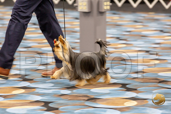 Yorkshire Terrier Wed RR Dogs Show 1_JJJ_2438-©JulienLambertphoto-HR3