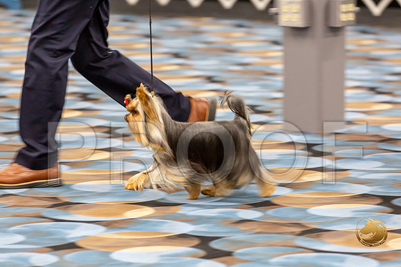 Yorkshire Terrier Wed RR Dogs Show 1_JJJ_2439-©JulienLambertphoto-HR3