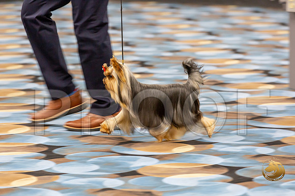 Yorkshire Terrier Wed RR Dogs Show 1_JJJ_2440-©JulienLambertphoto-HR3