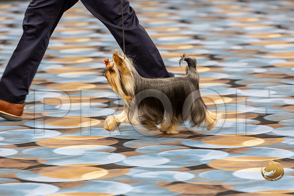 Yorkshire Terrier Wed RR Dogs Show 1_JJJ_2441-©JulienLambertphoto-HR3