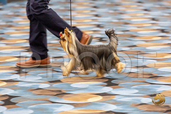 Yorkshire Terrier Wed RR Dogs Show 1_JJJ_2442-©JulienLambertphoto-HR3
