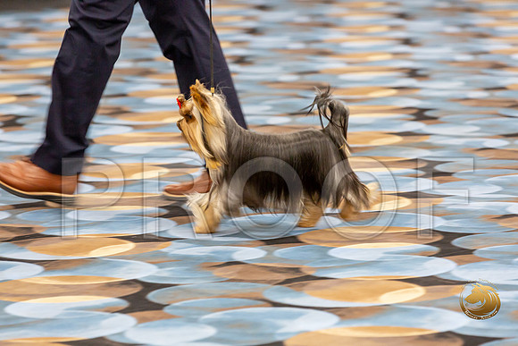 Yorkshire Terrier Wed RR Dogs Show 1_JJJ_2443-©JulienLambertphoto-HR3